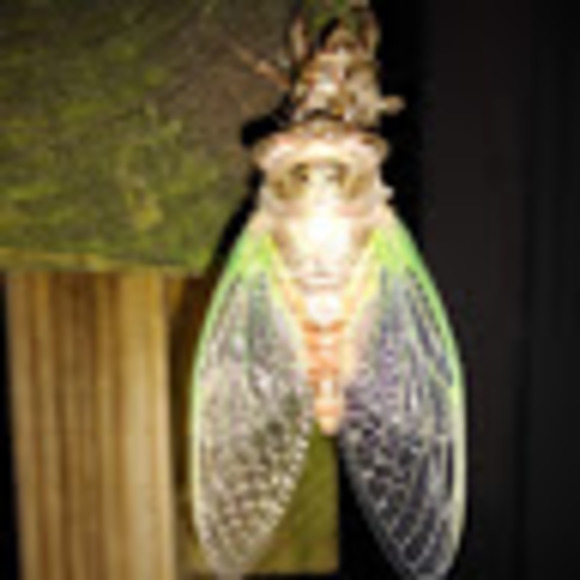 Meet your Posher, David - Picture 1 of 1